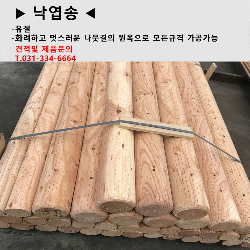 5낙엽송.jpg